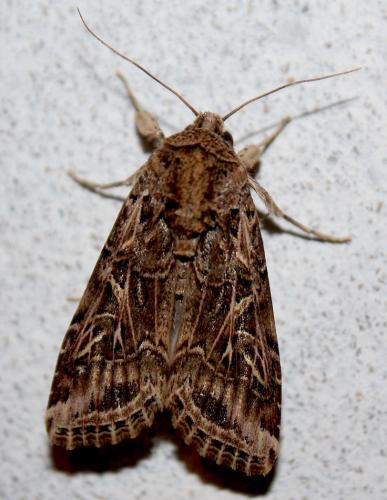 Spodoptera littoralis